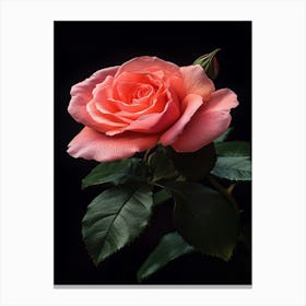 Pink Rose On Black Background 63 Canvas Print