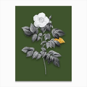 Vintage Leschenaults Rose Black and White Gold Leaf Floral Art on Olive Green n.1199 Canvas Print