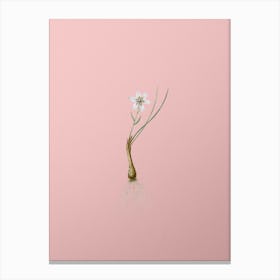 Vintage Snowdon Lily Botanical on Soft Pink n.0387 Canvas Print