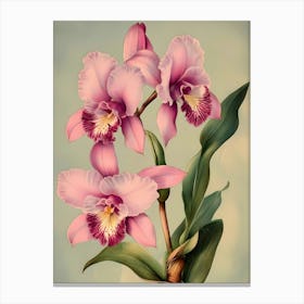 Pink Orchids Canvas Print