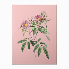 Vintage Pink Swamp Roses Botanical on Soft Pink n.0797 Canvas Print