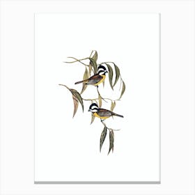 Vintage Crested Shriketit Bird Illustration on Pure White n.0170 Canvas Print