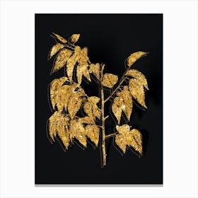 Vintage Common Hackberry Botanical in Gold on Black n.0007 Canvas Print