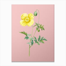 Vintage Welsh Poppy Botanical on Soft Pink n.0146 Canvas Print