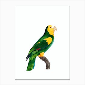 Vintage Yellow Shouldered Amazon Parrot Bird Illustration on Pure White n.0040 Canvas Print