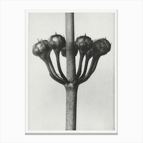 Japanese Primrose, Karl Blossfeldt Canvas Print