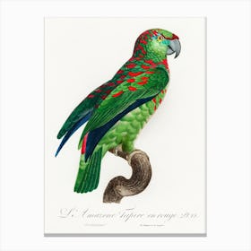 The Turquoise Fronted Amazon (Amazona Aestiva) From Natural History Of Parrots, Francois Levaillant Canvas Print
