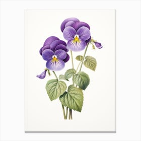 Violets Flower Vintage Botanical 0 Canvas Print