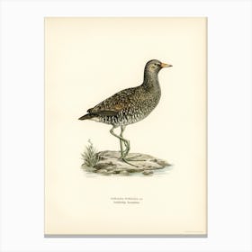 Water Rail (Rallus Aquaticus), The Von Wright Brothers Canvas Print