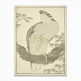 Hawk, From The Picture Book Of Realistic Paintings, Katsushika Hokusai Canvas Print