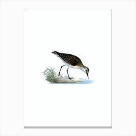 Vintage Little Stint Bird Illustration on Pure White Canvas Print