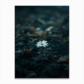 Daisy In The Dark 1 Canvas Print