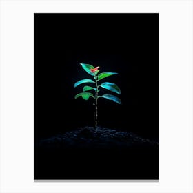 Small Green Plant On Black Background 28 Canvas Print