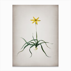 Vintage Hypoxis Stellata Botanical on Parchment n.0026 Canvas Print