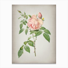 Vintage Fragrant Rosebush Botanical on Parchment n.0468 Canvas Print