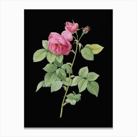 Vintage Pink Bourbon Roses Botanical Illustration on Solid Black n.0525 Canvas Print