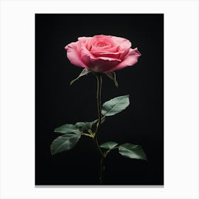 Pink Rose On Black Background 89 Canvas Print