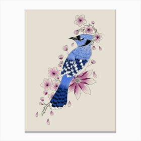 Blue Jay On Cherry Blossoms Canvas Print