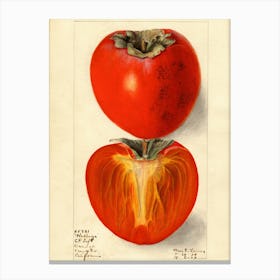 Persimmon Canvas Print