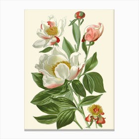 Peony Canvas Print