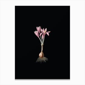 Vintage Autumn Crocus Botanical Illustration on Solid Black n.0010 Canvas Print