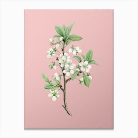 Vintage White Plum Flower Botanical on Soft Pink n.0595 Canvas Print