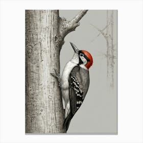 Woodpecker 1 Canvas Print