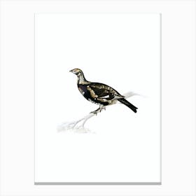 Vintage Black Grouse And Willow Ptarmigan Hybrid Bird Illustration on Pure White n.0172 Canvas Print