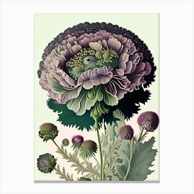 Scabiosa 1 Floral Botanical Vintage Poster Flower Canvas Print