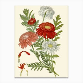 Chrysanthemums 7 Canvas Print