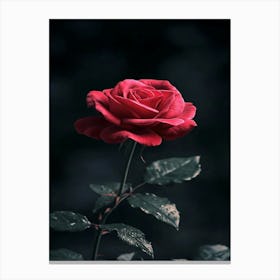 Rose In The Dark 10 Canvas Print