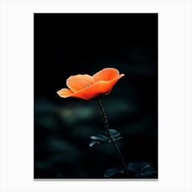 Single Poppy Flower Leinwandbilder