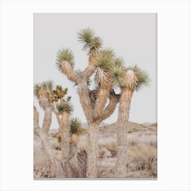 Joshua Tree Scenery Canvas Print