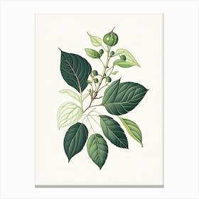 Snowberry Leaf Vintage Botanical 3 Canvas Print