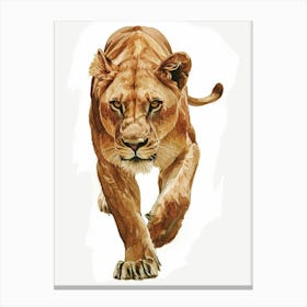 African Lion Lioness On The Prowl Clipart 4 Canvas Print