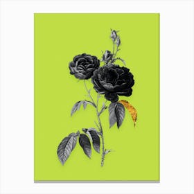 Vintage Purple Roses Black and White Gold Leaf Floral Art on Chartreuse n.1185 Canvas Print