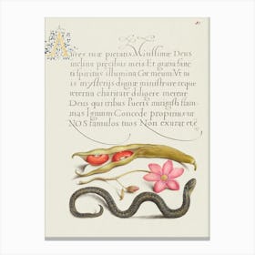 Kidney Bean, Poppy Anemone, And Adder From Mira Calligraphiae Monumenta, Joris Hoefnagel Canvas Print