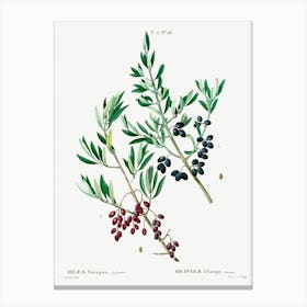 Wild Olive, Pierre Joseph Redoute Canvas Print