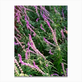 Lavender flowers Canvas Print