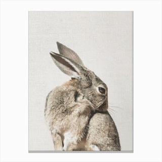Coy Bunny Canvas Print