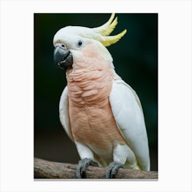 Cockatoo Bird Canvas Print