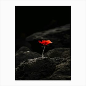 Single Red Poppy 6 Canvas Print