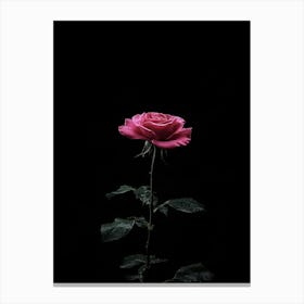 Pink Rose On Black Background 74 Canvas Print