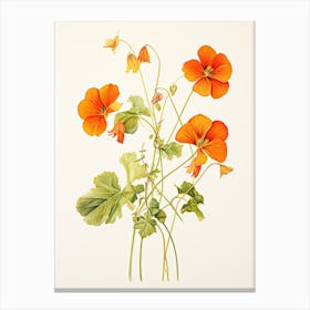 Nasturtiums Flower Vintage Botanical 3 Canvas Print