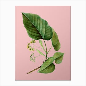 Vintage Linden Tree Branch Botanical on Soft Pink n.0619 Canvas Print