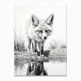 Bengal Fox Near A Stream Drawing Canvas Print