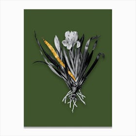 Vintage Crimean Iris Black and White Gold Leaf Floral Art on Olive Green n.0428 Canvas Print
