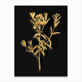 Vintage Bog Laurel Bloom Botanical in Gold on Black n.0228 Canvas Print