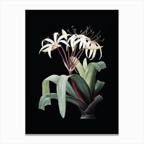 Vintage Crinum Erubescens Botanical Illustration on Solid Black n.0889 Canvas Print