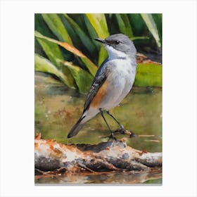 Mangrove Whistler Rare Bird Water Colour Canvas Print